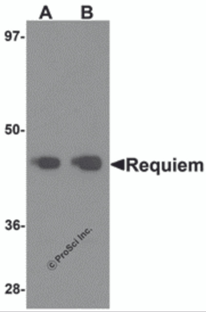 Western blot analysis of Requiem in mouse kidney tissue lysate with Requiem antibody at 1 &#956;g/mL.