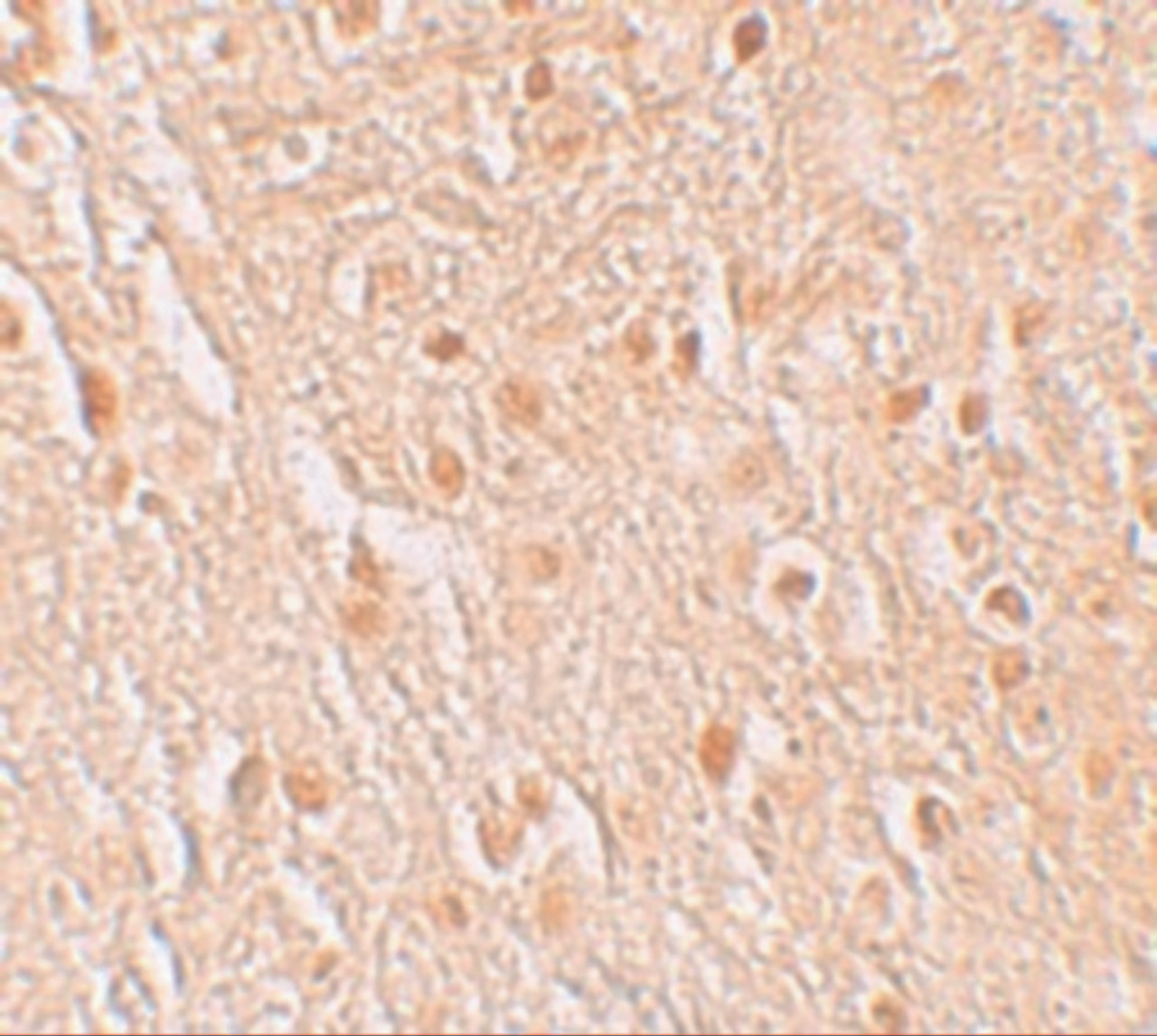 Immunohistochemistry of PION in human brain tissue with PION antibody at 5 ug/mL.