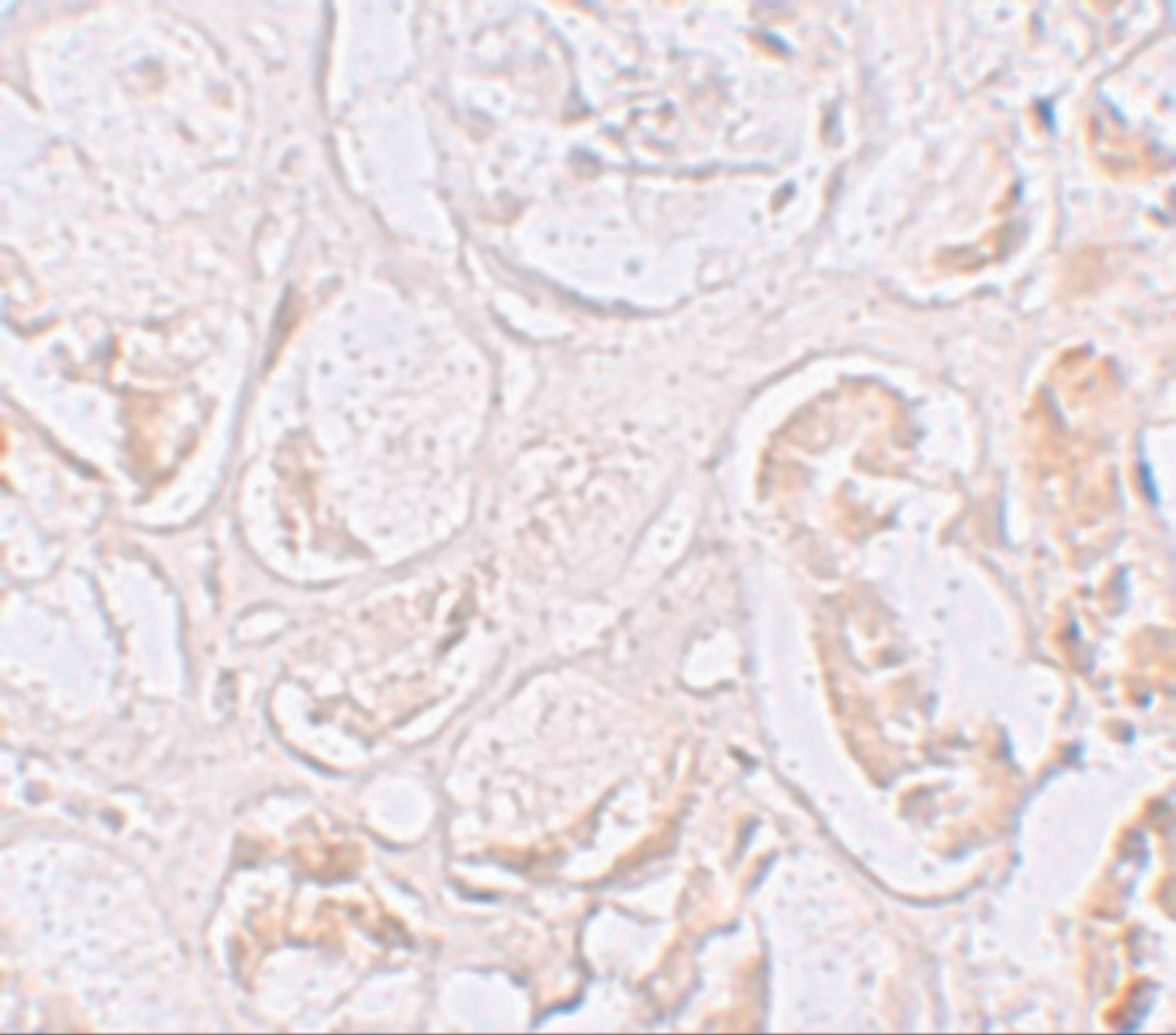 Immunohistochemistry of SLAMF9 in human kidney tissue with SLAMF9 antibody at 2.5 ug/mL.