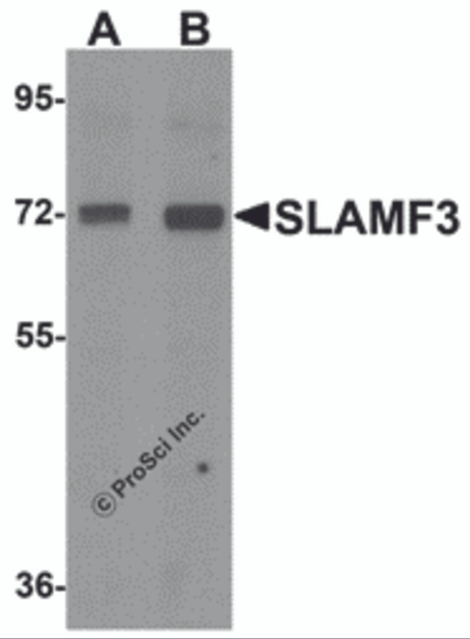 Western blot analysis of SLAMF3 in 293 cell lysate with SLAMF3 antibody at (A) 1 and (B) 2 &#956;g/mL.