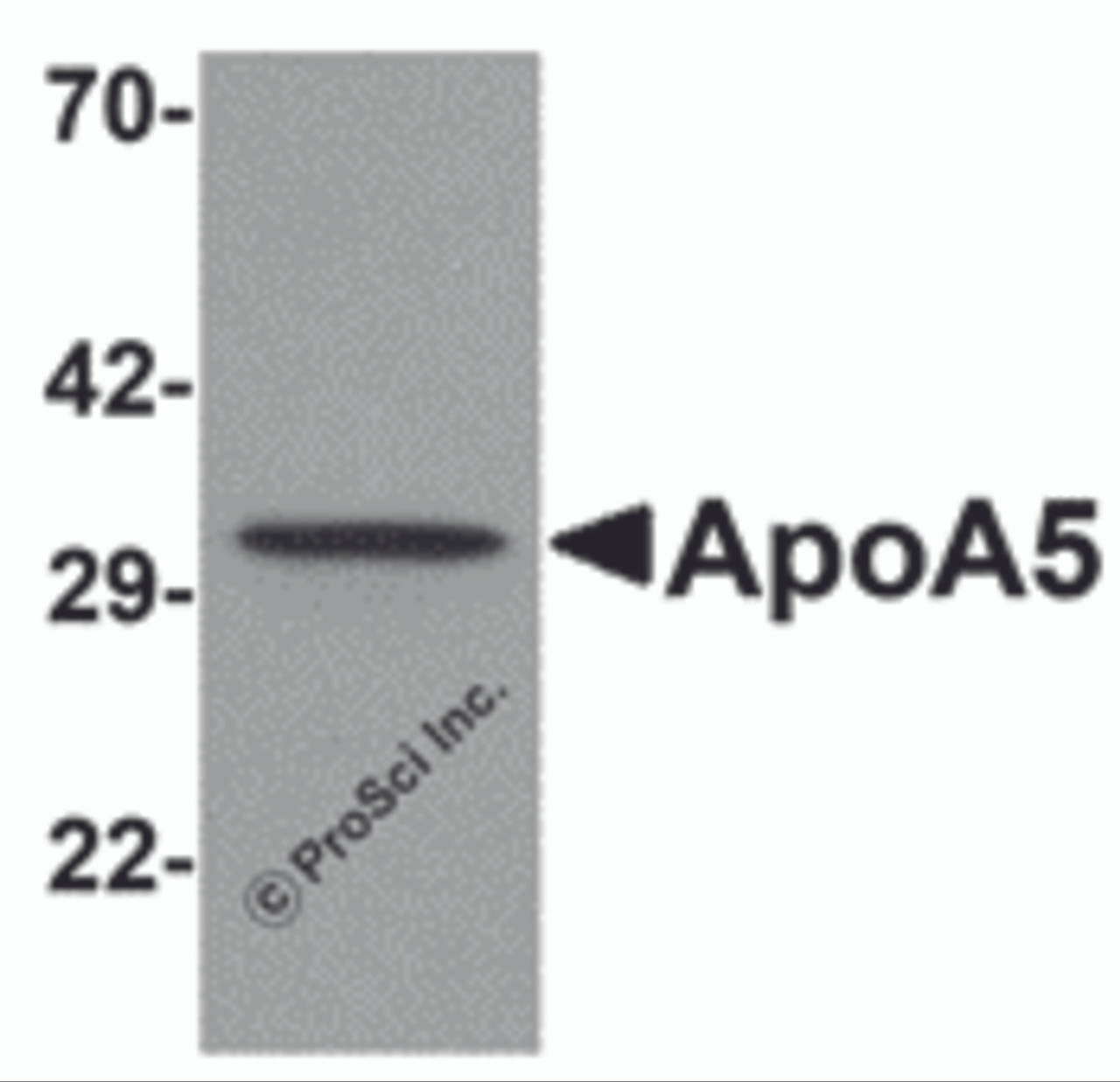 Western blot analysis of ApoA5 in human liver tissue lysate with ApoA5 antibody at 1 &#956;g/mL .
