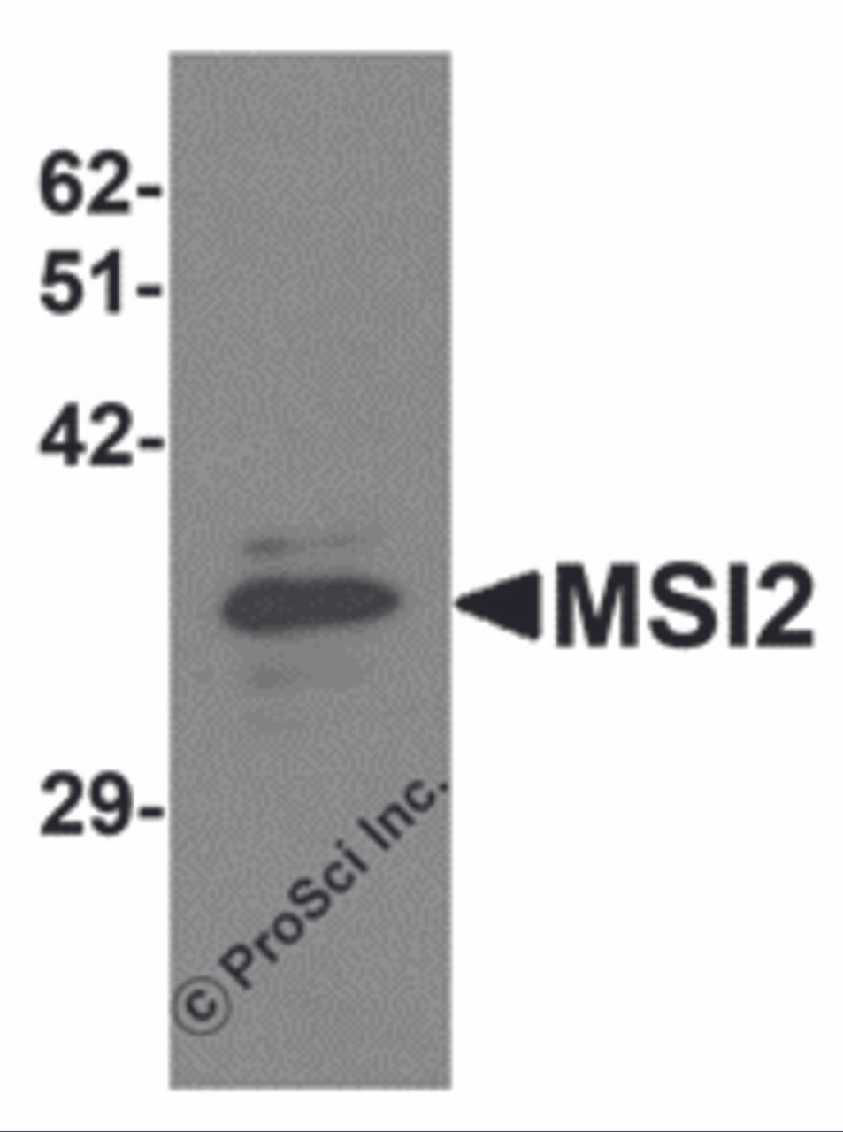 Western blot analysis of MSI2 in EL4 cell lysate with MSI2 antibody at 1 &#956;g/mL.