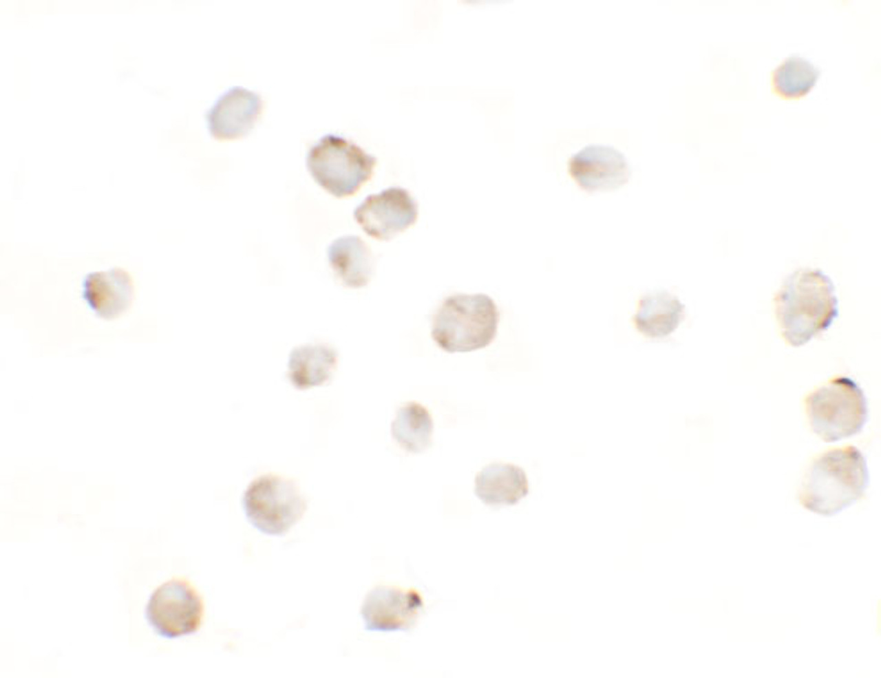 Immunocytochemistry of MSI2 in EL4 cells with MSI2 antibody at 5 ug/mL.