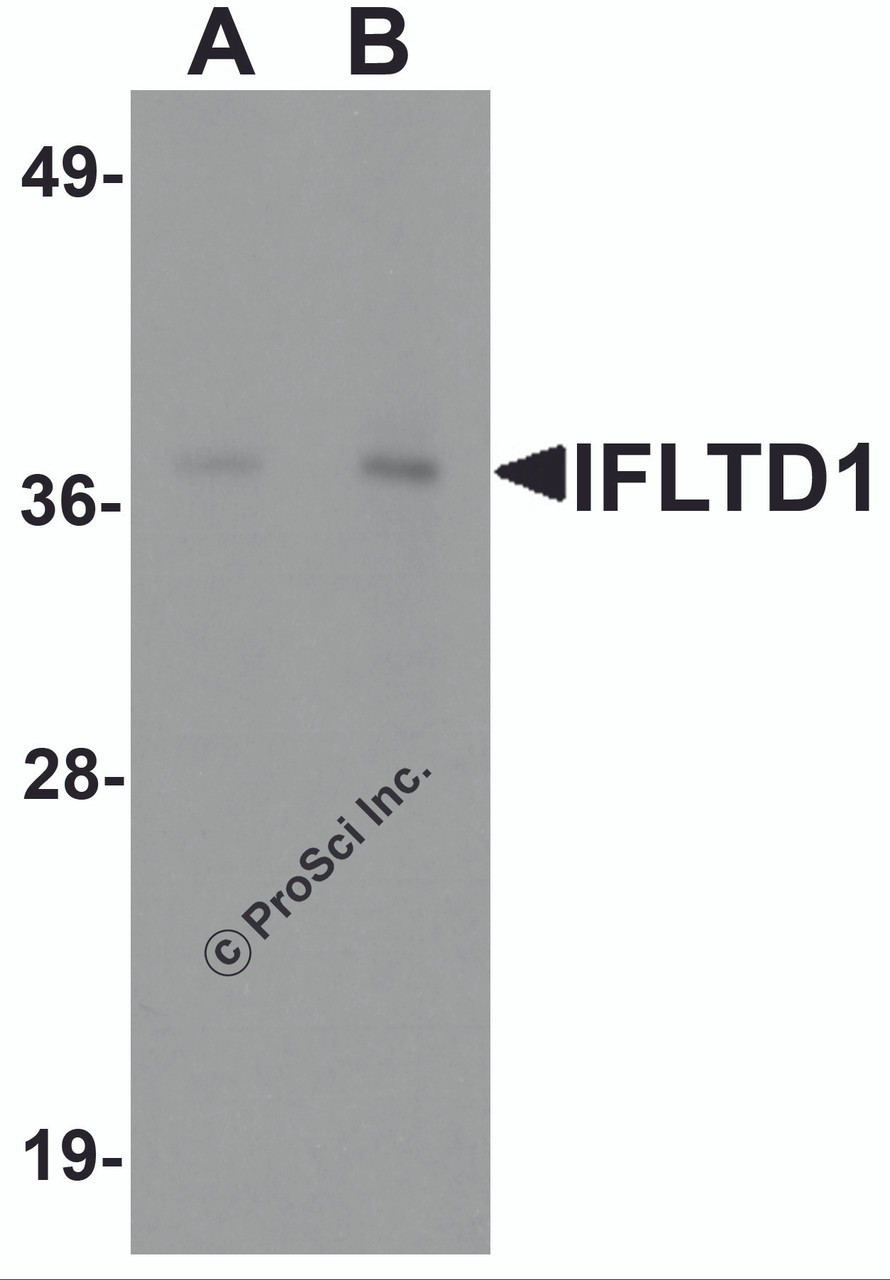 Western blot analysis of IFLTD1 in rat liver tissue lysate with IFLTD1 antibody at (A) 1 and (B) 2 &#956;g/mL.