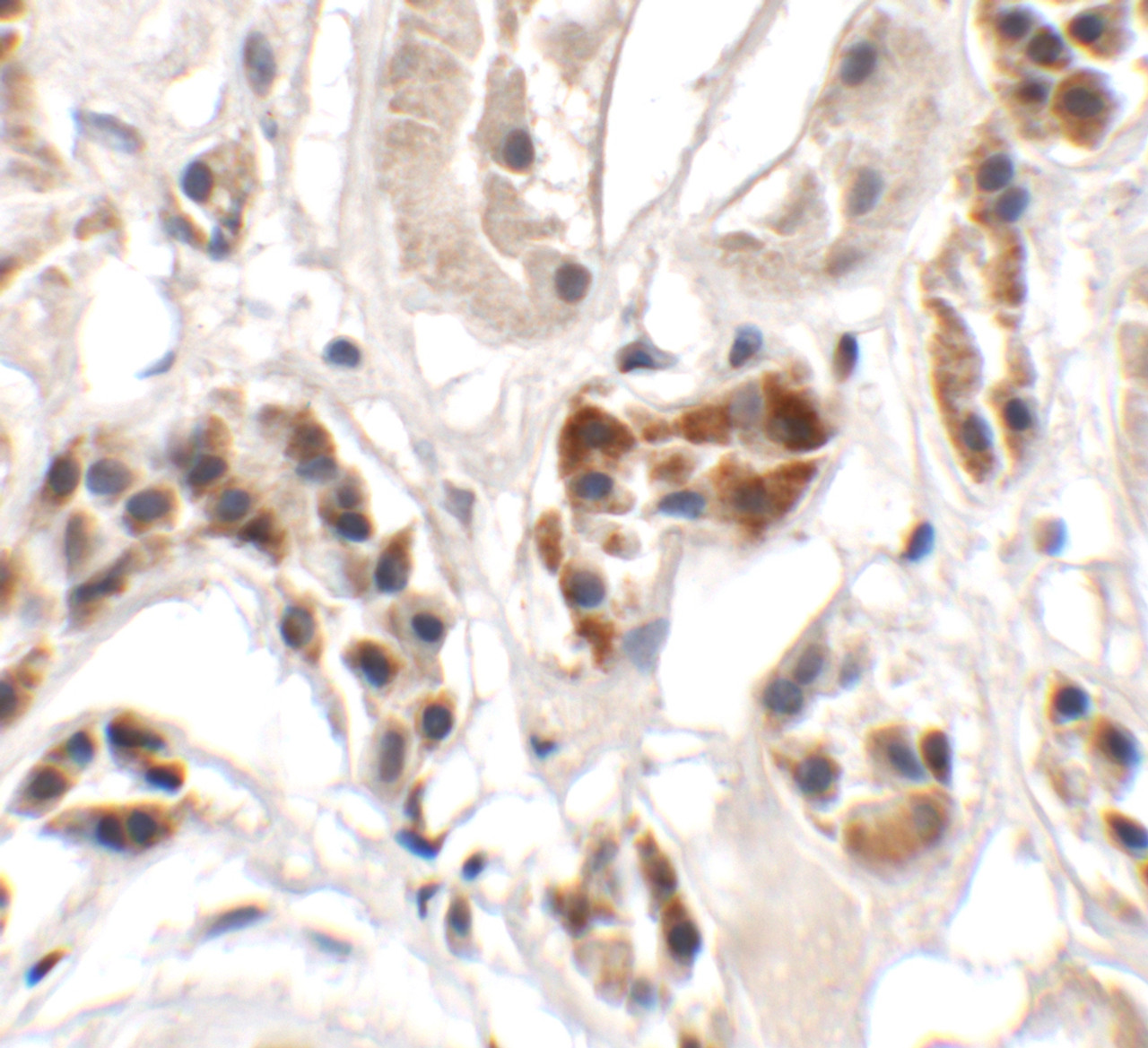 Immunohistochemistry of UHRF1BP1 in human kidney tissue with UHRF1BP1 antibody at 2.5 ug/mL.