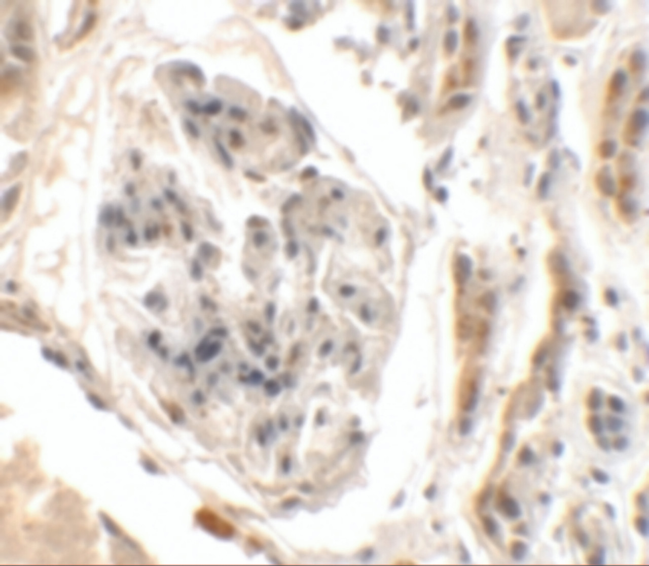 Immunohistochemistry of UHRF1BP1L in human kidney tissue with UHRF1BP1L antibody at 2.5 ug/mL.