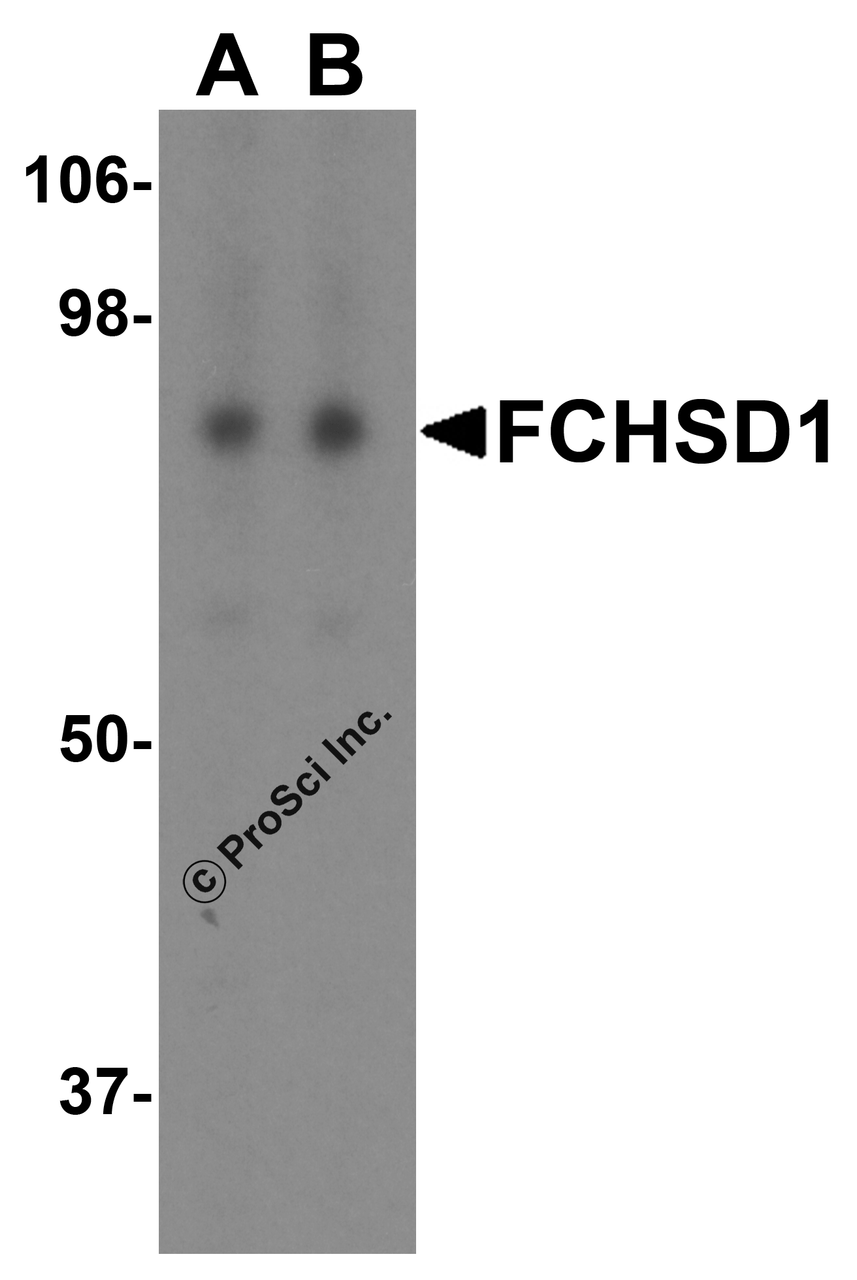 Western blot analysis of FCHSD1 in MCF7 cell lysate with FCHSD1 antibody at (A) 0.5 and (B) 1 &#956;g/mL.