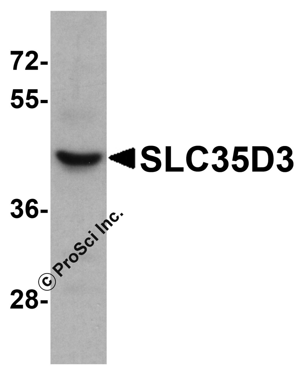 Western blot analysis of SLC35D3 in HeLa cell lysate with SLC35D3 antibody at 1 &#956;g/mL.