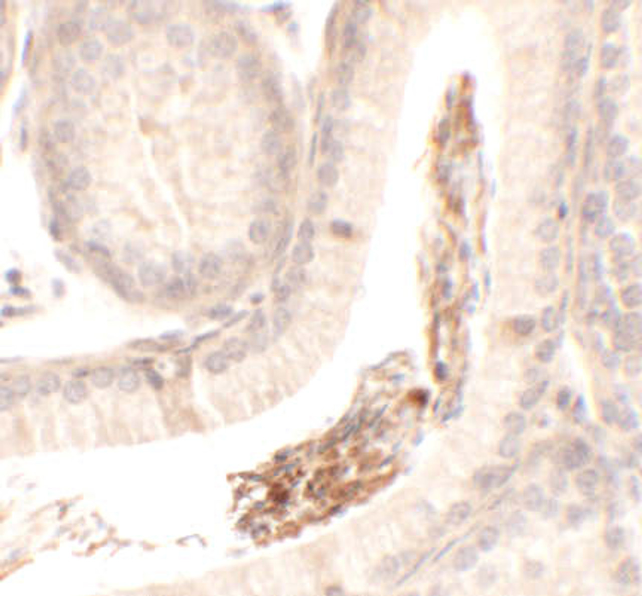 Immunohistochemistry of SPATA1 in mouse testis tissue with SPATA1 antibody at 2.5 ug/mL.