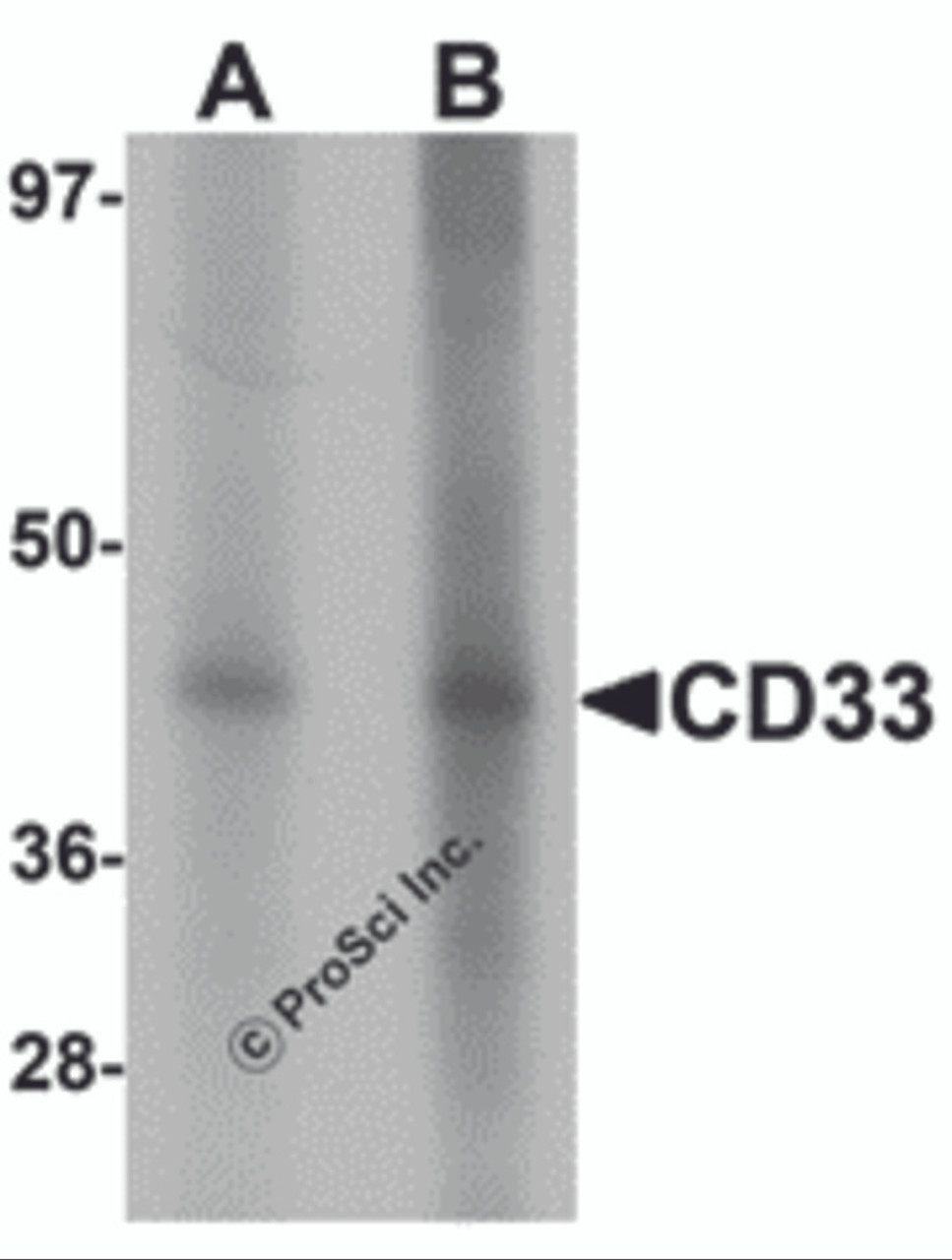 Western blot analysis of CD33 in 3T3 cell lysate with CD33 antibody at (A) 1 and (B) 2 &#956;g/mL.