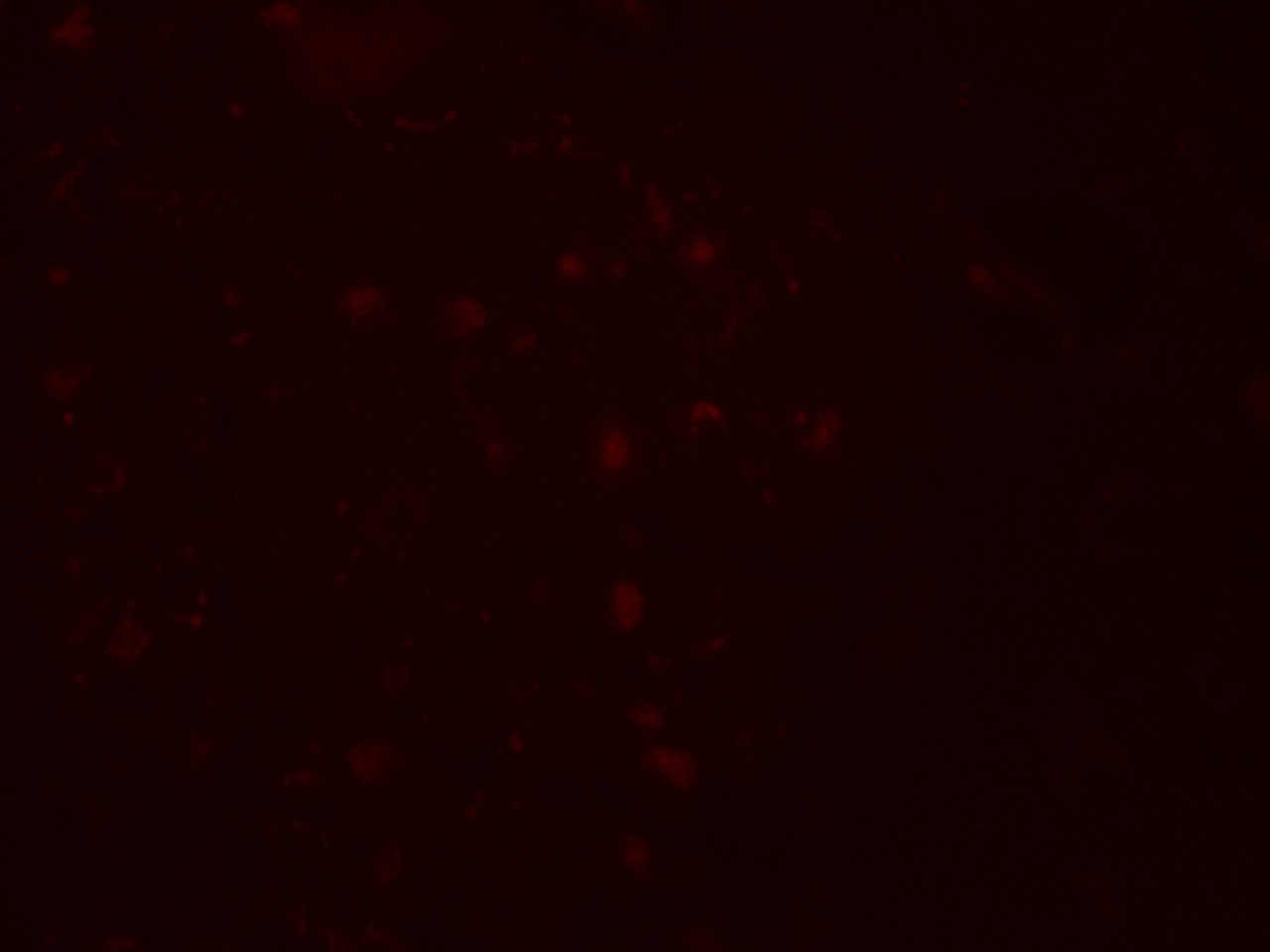 Immunofluorescence of ZGPAT in human brain cells with ZGPAT antibody at 20 ug/mL.