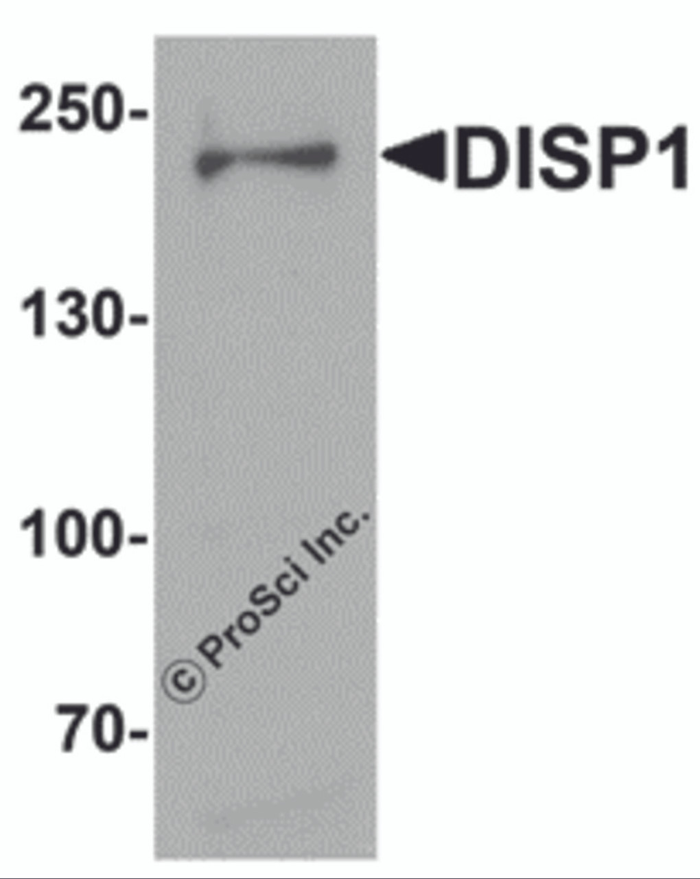 Western blot analysis of DISP1 in 3T3 cell lysate with DISP1 antibody at 1 &#956;g/mL.