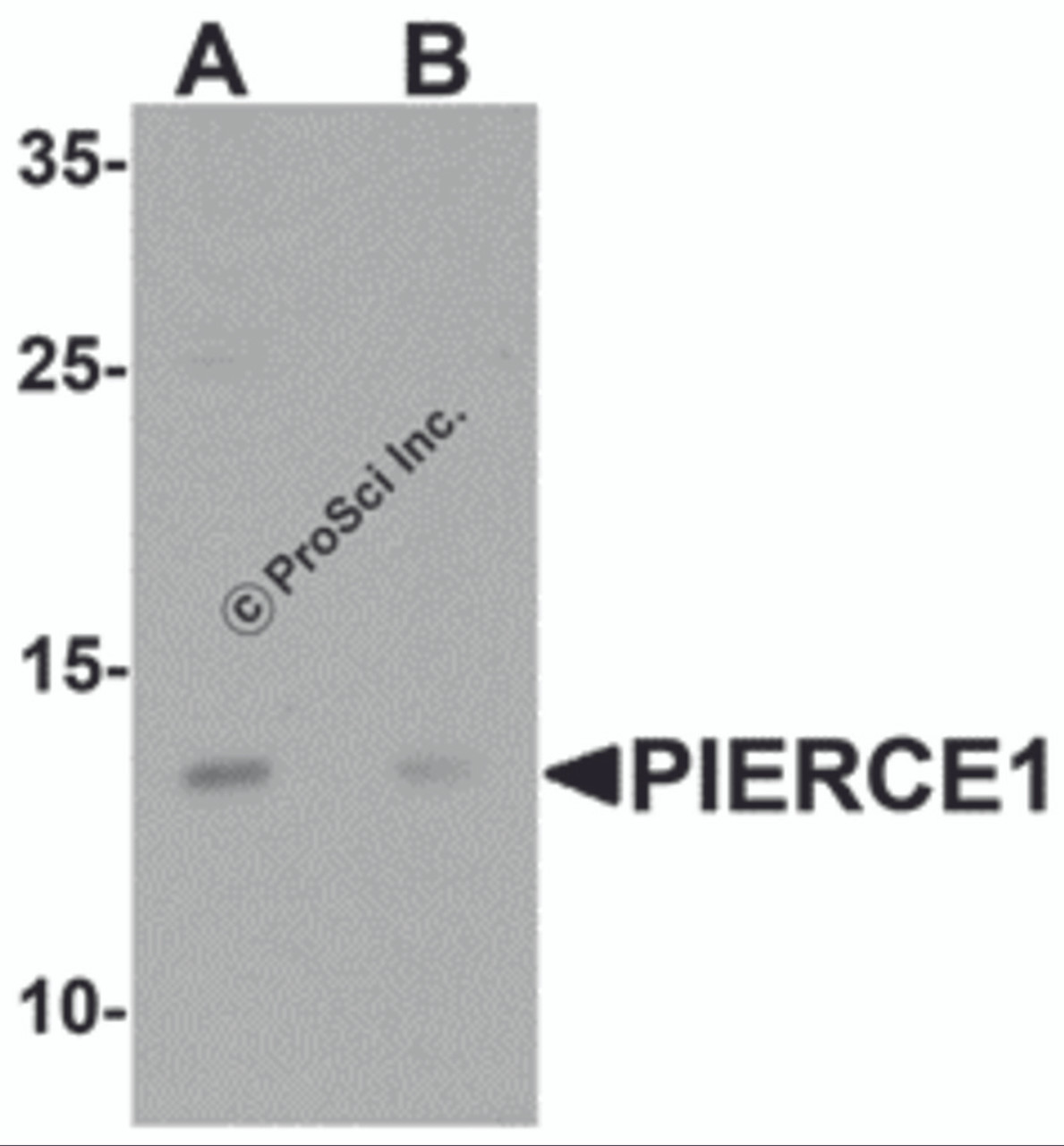 Western blot analysis of PIERCE1 in A20 cell lysate with PIERCE1 antibody at 1 &#956;g/mL in (A) the absence and (B) the presence of blocking peptide.