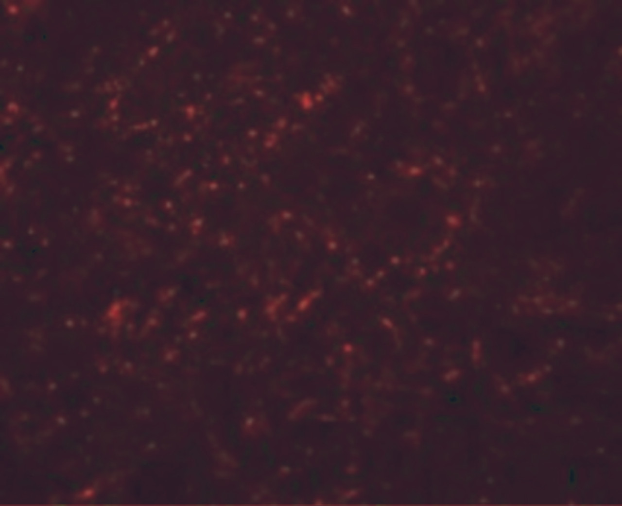 Immunofluorescence of GRB10 in rat brain cells with GRB10 antibody at 20 ug/mL.