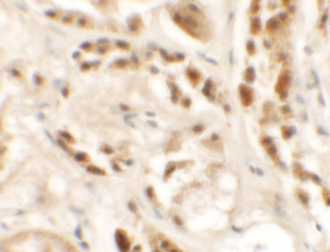 Immunohistochemistry of SIGLEC15 in human kidney tissue with SIGLEC15 antibody at 2.5 ug/mL.