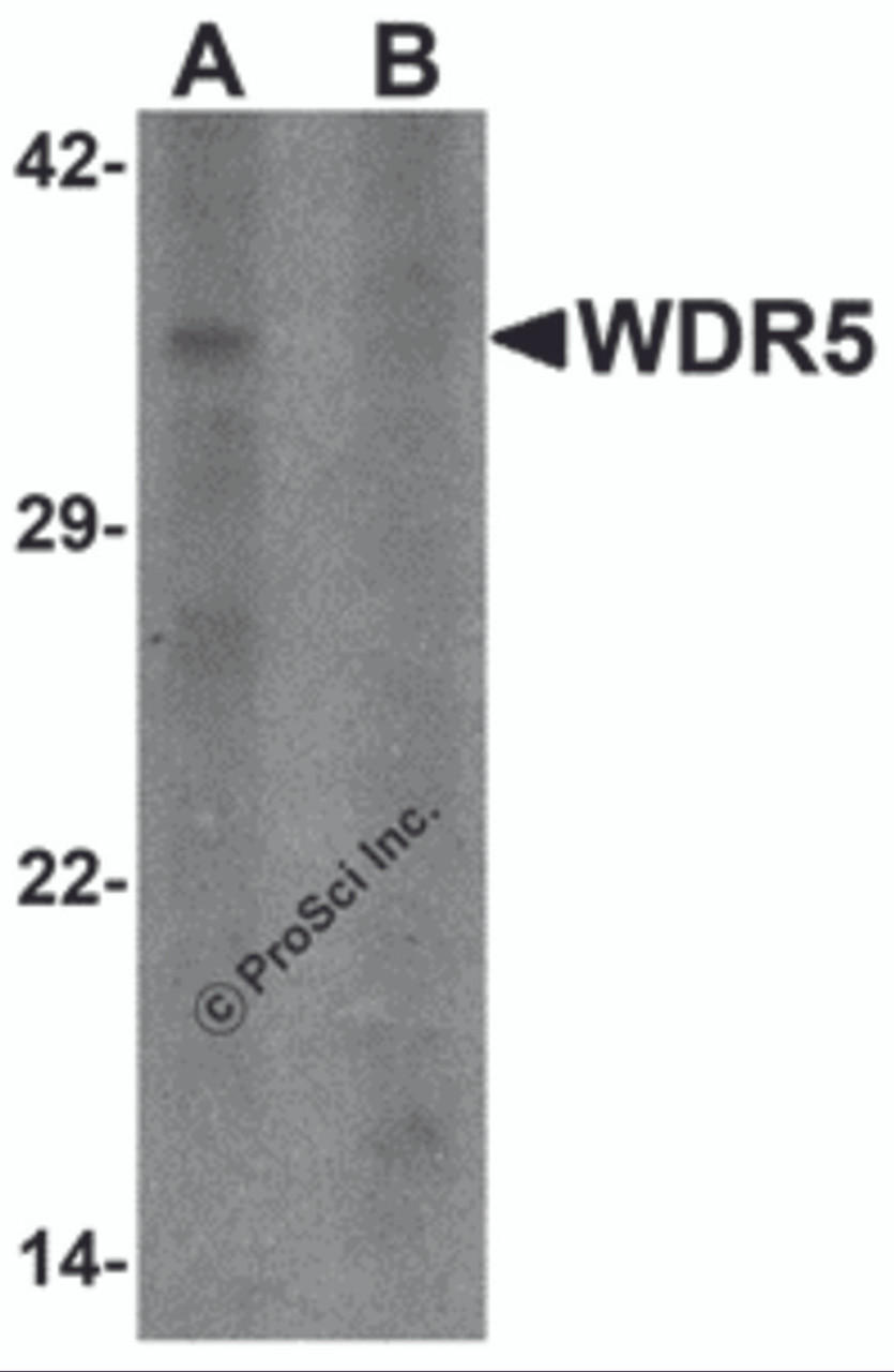 Western blot analysis of WDR5 in 293 cell lysate with WDR5 antibody at 1 &#956;g/ml in (A) the absence and (B) the presence of blocking peptide.