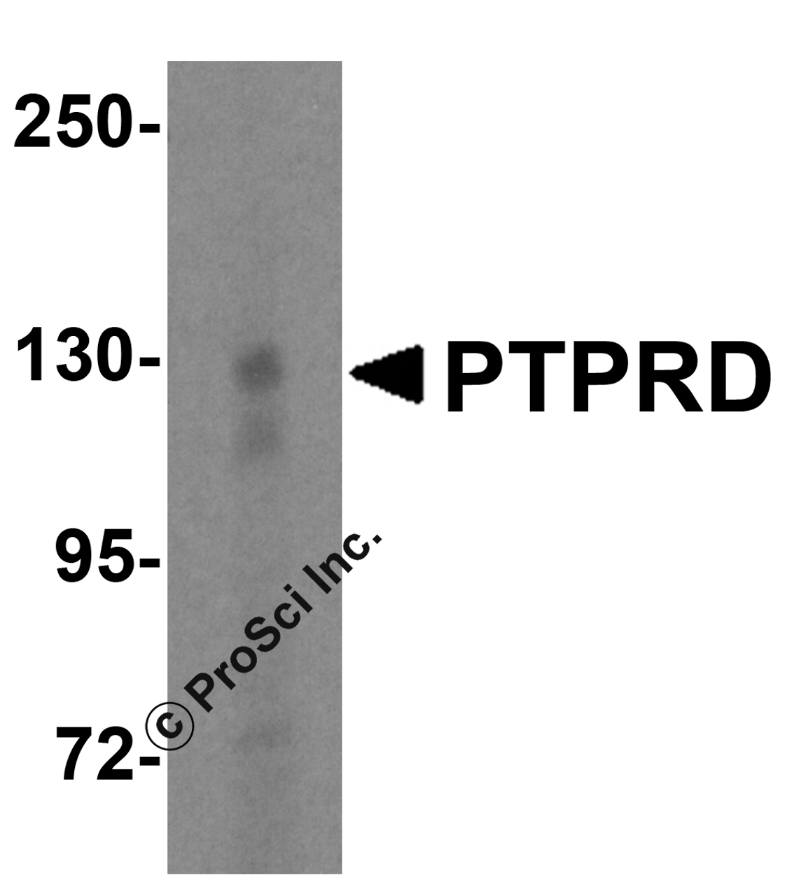 Western blot analysis of PTPRD in HeLa cell lysate with PTPRD antibody at 1 &#956;g/mL.