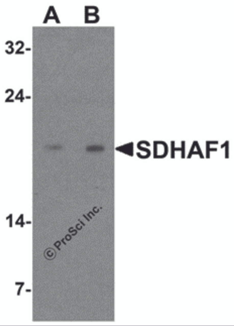 Western blot analysis of SDHAF1 in 3T3 cell lysate with SDHAF1 antibody at (A) 1 and (B) 2 &#956;g/mL.