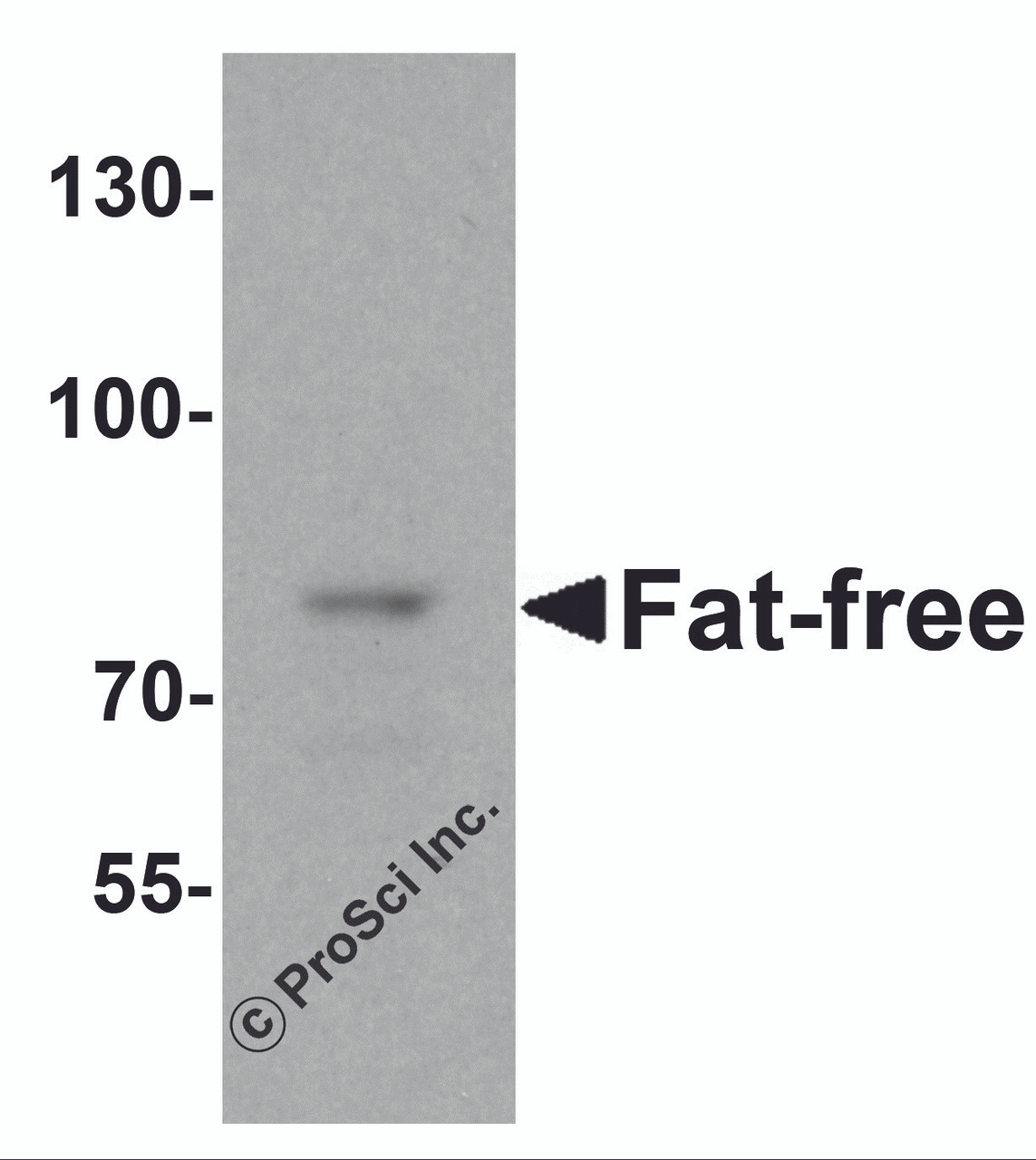 Western blot analysis of Fat Free in mouse brain tissue lysate with Fat Free antibody at 1 &#956;g/mL.