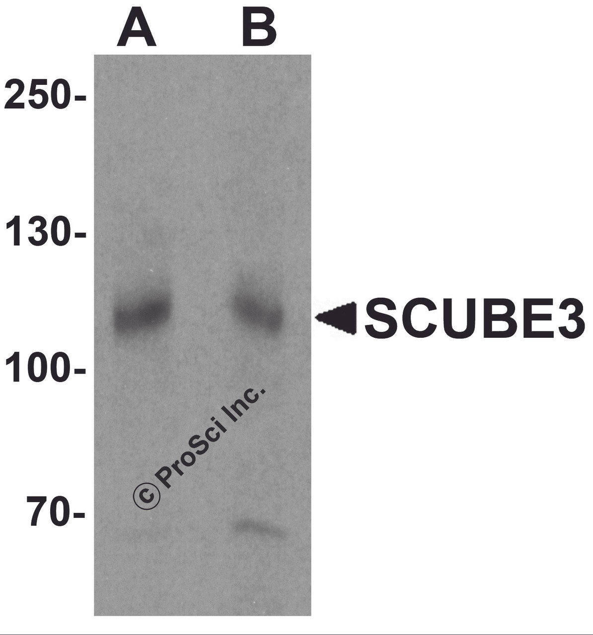Western blot analysis of SCUBE3 in mouse kidney tissue lysate with SCUBE3 antibody at (A) 1 and (B) 2 &#956;g/mL.