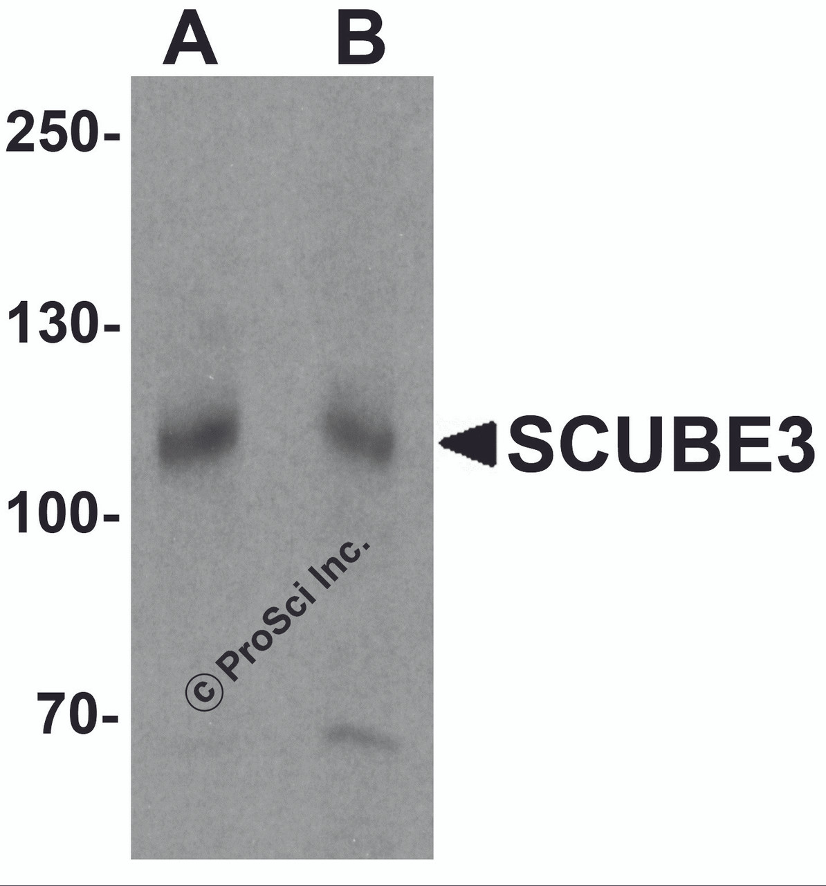 Western blot analysis of SCUBE3 in mouse kidney tissue lysate with SCUBE3 antibody at (A) 1 and (B) 2 &#956;g/mL.