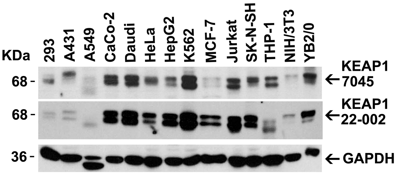 Figure 2 Independent Antibody Validation (IAV) via Protein Expression Profile in Cell Lines
Loading: 15 ug of lysates per lane.
Antibodies: KEAP1 7045 (2 ug/mL) , KEAP1 22-002 (2 ug/mL, and GAPHDH (0.02 ug/mL) , 1h incubation at RT in 5% NFDM/TBST.
Secondary: Goat anti-rabbit IgG HRP conjugate at 1:10000 dilution.