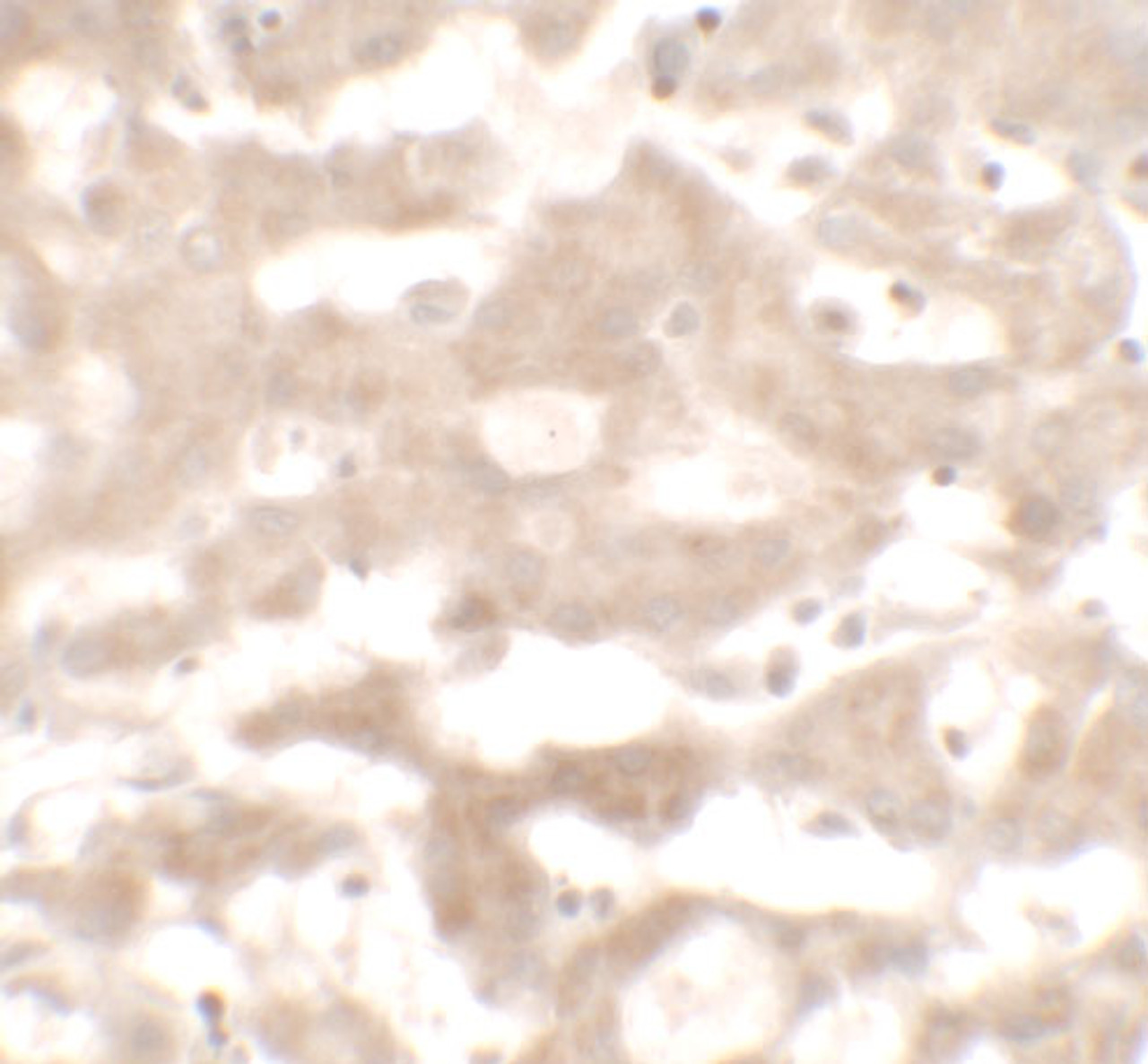 Immunohistochemistry of VNN3 in human liver tissue with VNN3 antibody at 5 ug/mL.