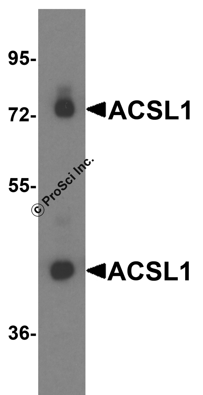 Western blot analysis of ACSL1 expression in human liver tissue lysate with ACSL1 antibody at 0.25 &#956;g/ml.