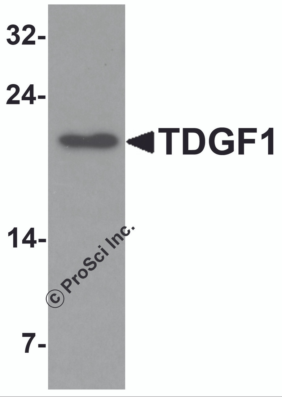 Western blot analysis of TDGF1 in 293 cell lysate with TDGF1 antibody at 1 &#956;g/mL.