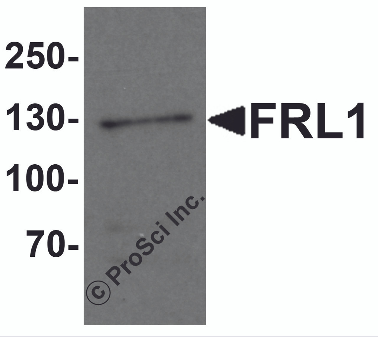 Western blot analysis of FRL1 in EL4 cell lysate with FRL1 antibody at 1 &#956;g/mL.