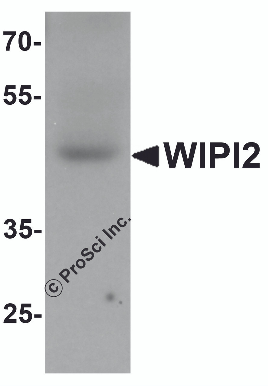 Western blot analysis of WIPI2 in human testis tissue lysate with WIPI2 antibody at 1 &#956;g/mL