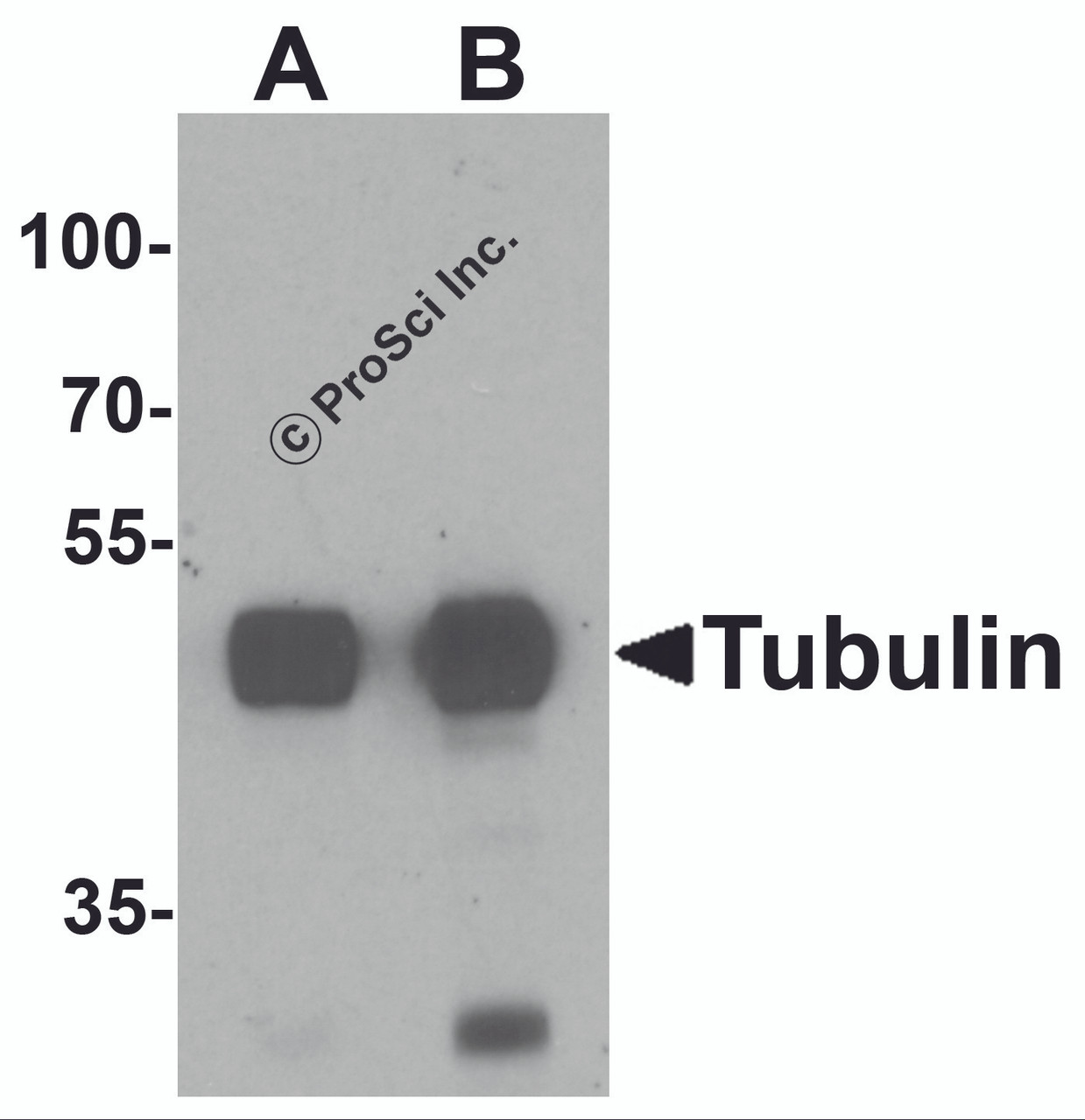 Western blot analysis of Tubulin in mouse brain tissue lysate with Tubulin antibody at (A) 0.5 and (B) 1 &#956;g/mL.