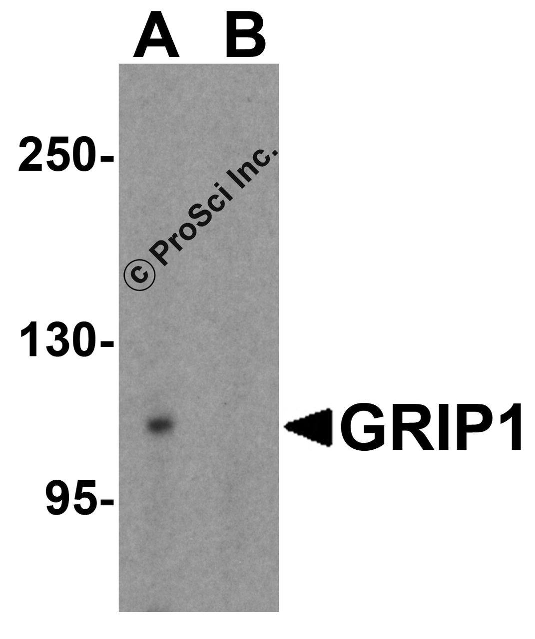 Western blot analysis of GRIP1 in 293 cell lysate with GRIP1 antibody at 1 &#956;g/mL in (A) the absence and (B) the presence of blocking peptide.