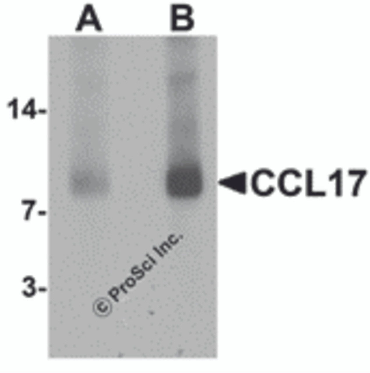 Western blot analysis of CCL17 in rat spleen tissue lysate with CCL17 antibody at (A) 1 and (B) 2 &#956;g/mL
