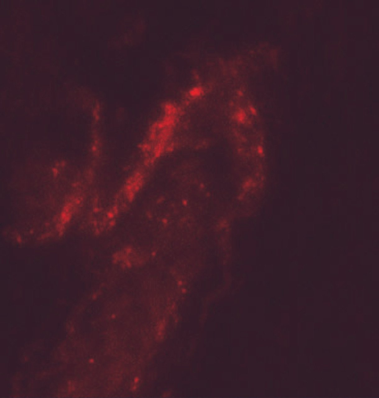 Immunofluorescence of FOXA2 in human bladder tissue with FOXA2 antibody at 20 ug/ml.