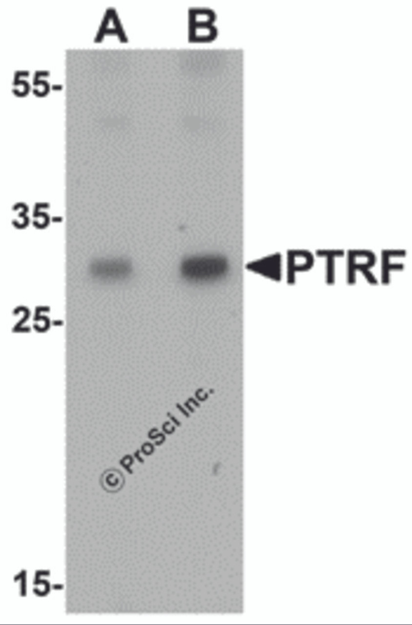 Western blot analysis of SDPR in HeLa cell lysate with SDPR antibody at (A) 1 and (B) 2 &#956;g/mL