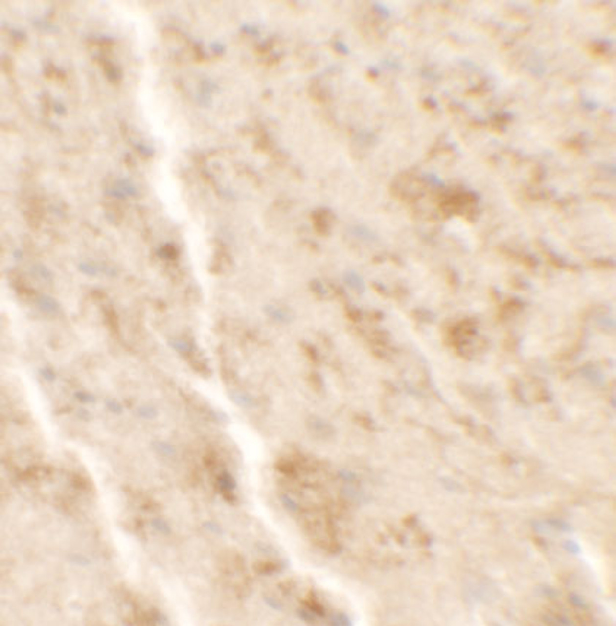 Immunohistochemistry of SHISA4 in mouse brain tissue with SHISA4 antibody at 2.5 ug/ml.