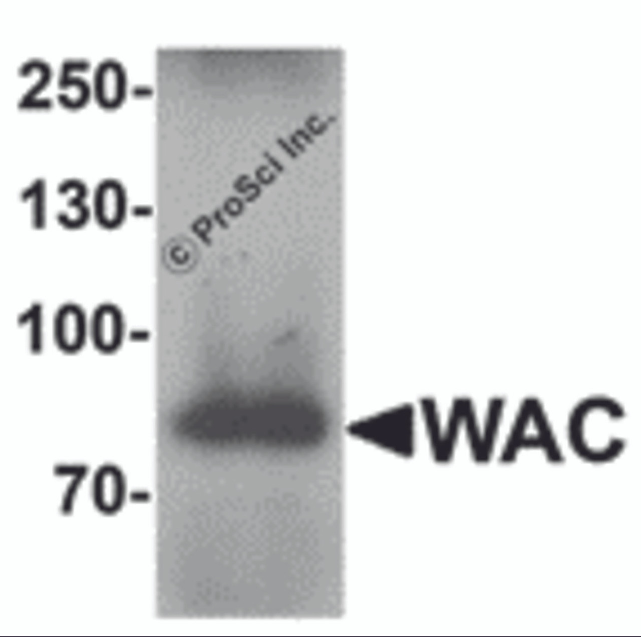 Western blot analysis of WAC in human testis tissue lysate with WAC antibody at 1 &#956;g/mL.