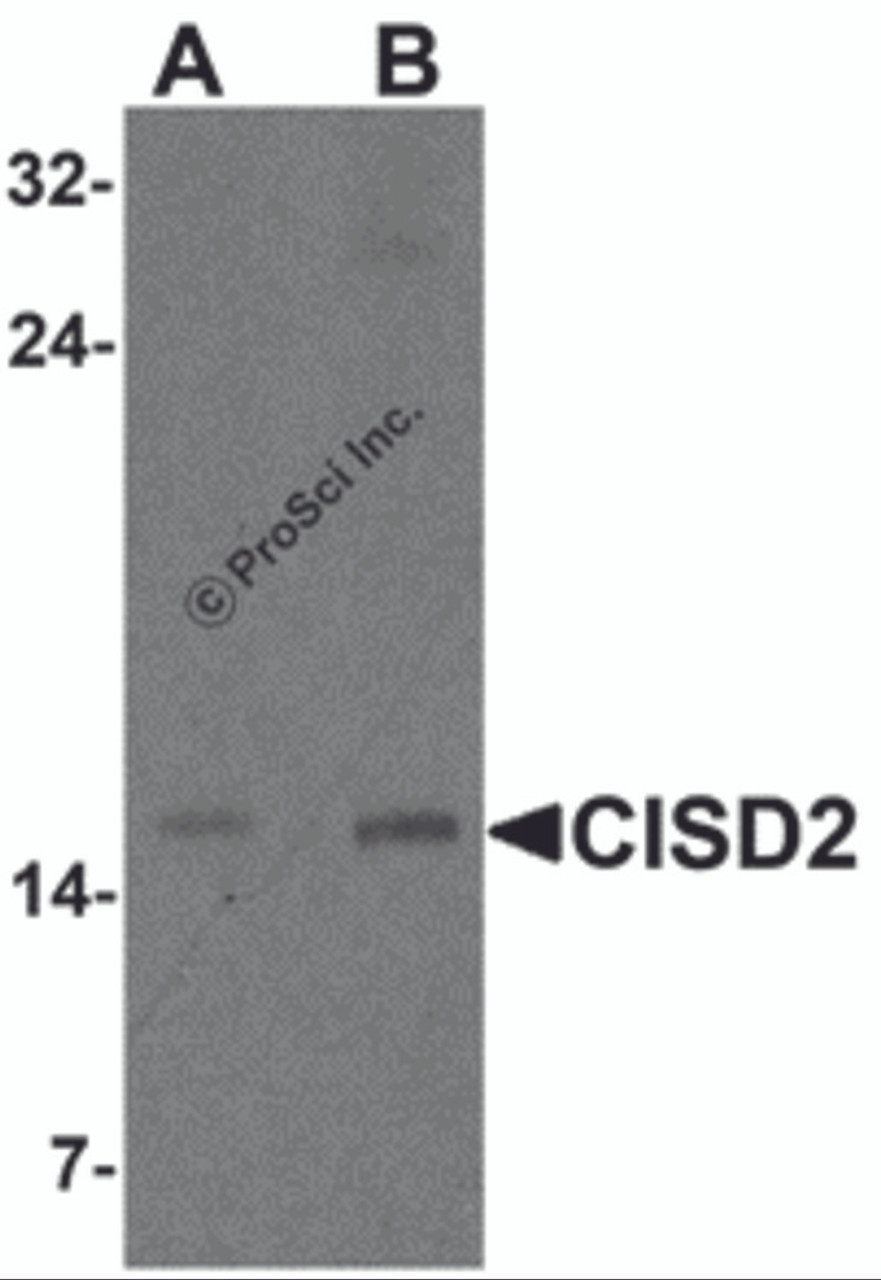 Western blot analysis of CISD2 in rat brain tissue lysate with CISD2 antibody at (A) 1 and (B) 2 &#956;g/m