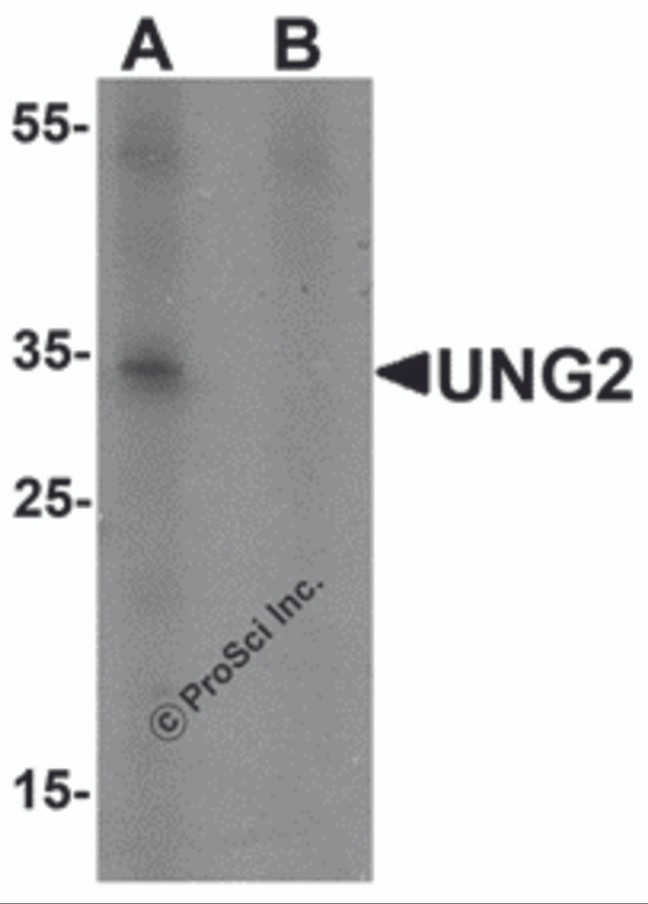 Western blot analysis of UNG2 in 3T3 cell lysate with UNG2 antibody at 1 &#956;g/mL in (A) the presence and (B) the absence of blocking peptide.