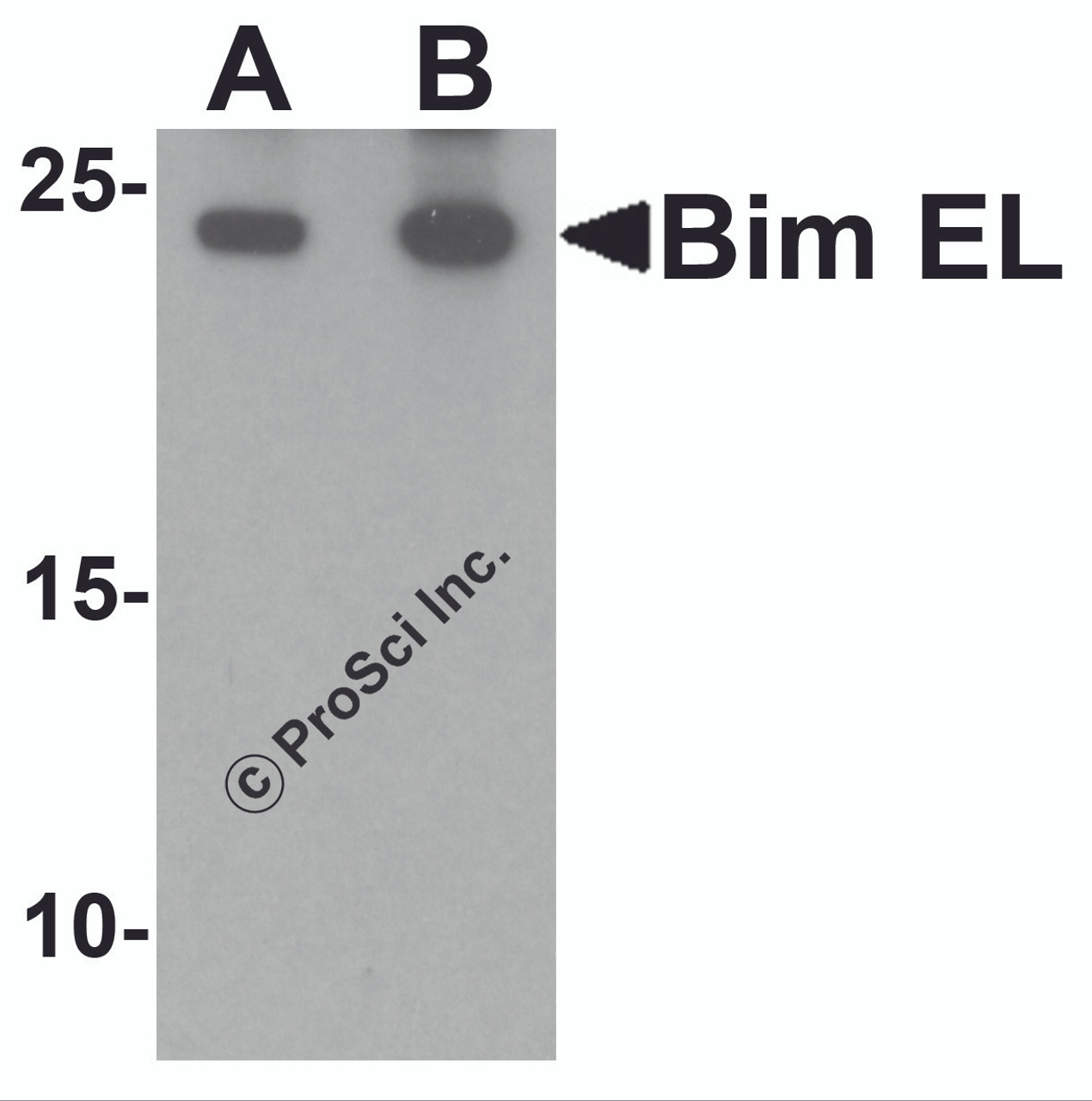Western blot analysis of Bim in K562 cell lysate with Bim EL antibody at (A) 1 and (B) 2 &#956;g/mL.