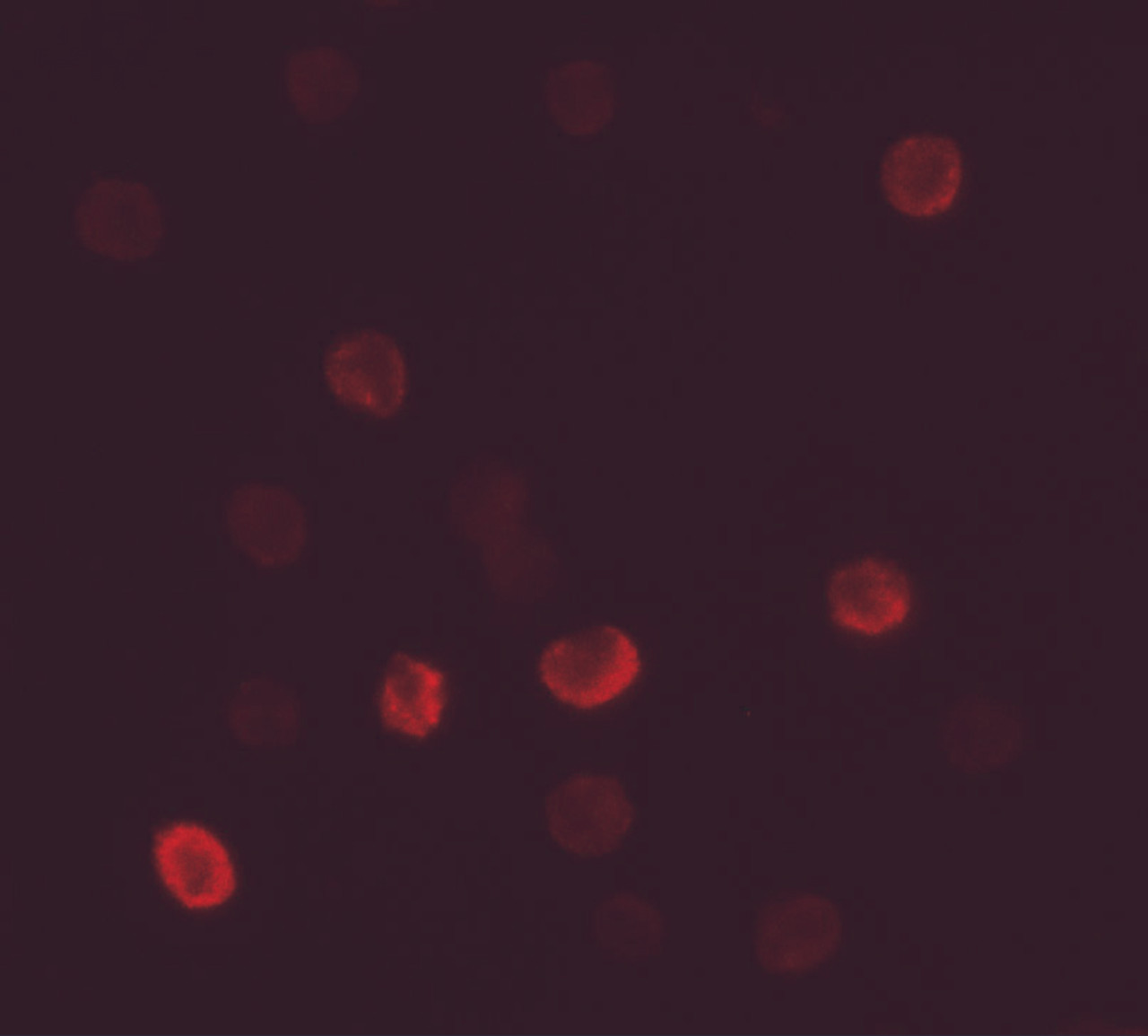 Immunofluorescence of FLI1 in HeLa cells with MUC1 antibody at 5 ug/mL.