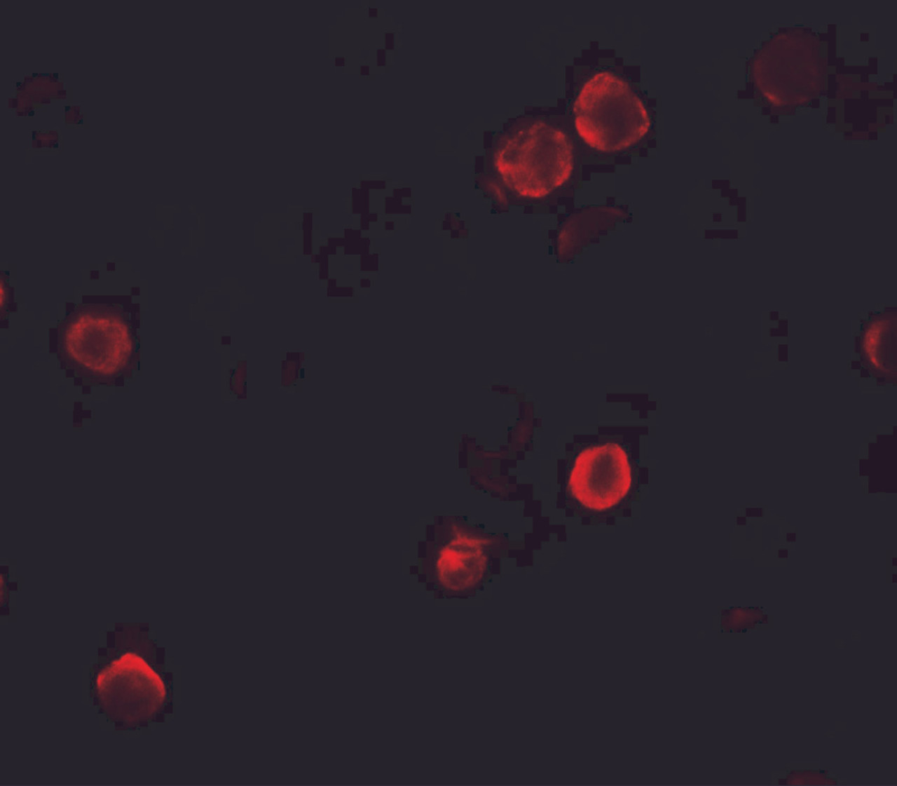 Immunofluorescence of SOGA1 in HeLa cells with SOGA1 antibody at 5 ug/mL.