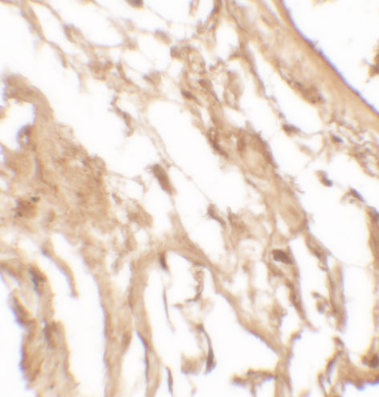 Immunohistochemistry of IL-12A in human kidney tissue with IL-12A antibody at 5 ug/mL.