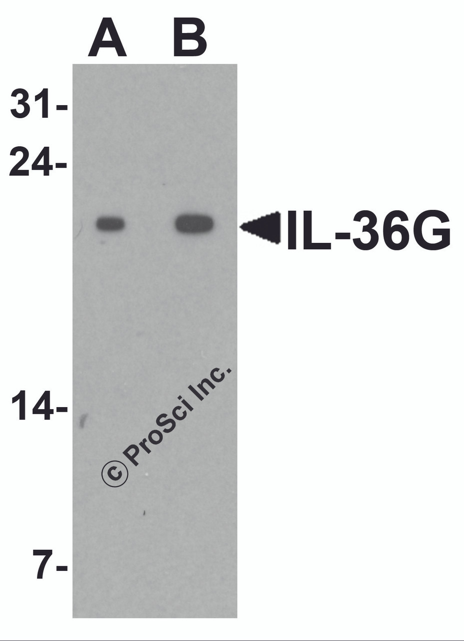 Western blot analysis of IL-36G in human spleen tissue lysate with IL-36G antibody at (A) 1 and (B) 2 &#956;g/ml.