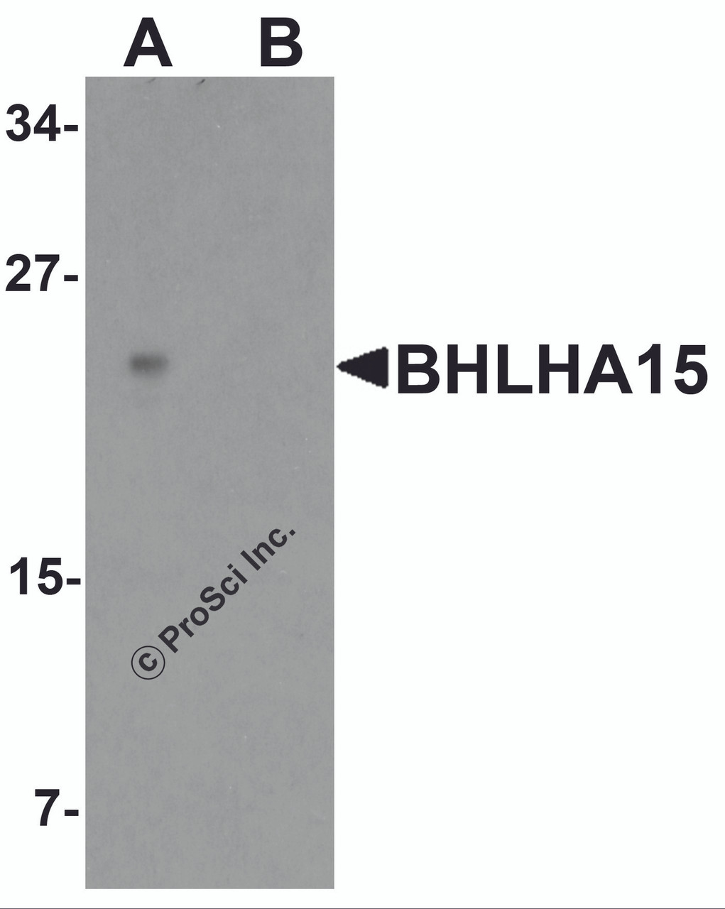 Western blot analysis of BHLHA15 in rat small Intestine tissue lysate with BHLHA15 antibody at 1 &#956;g/ml in (A) the absence and (B) the presence of blocking peptide