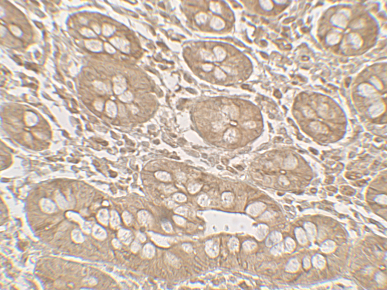 Immunohistochemistry of BHLHA15 in human small intestine tissue with BHLHA15 antibody at 5 ug/mL.