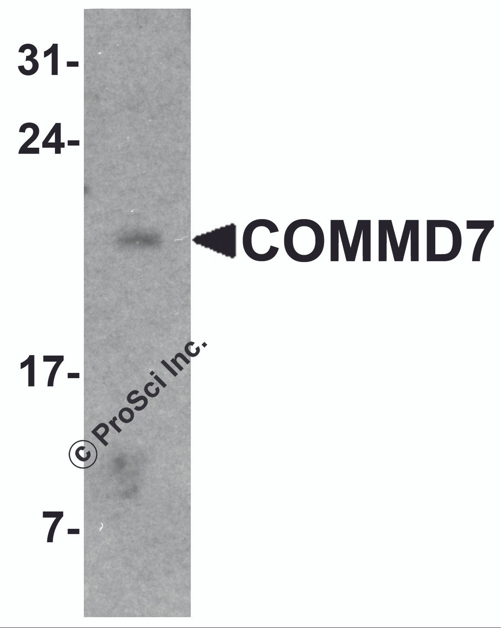 Western blot analysis of COMMD7 in mouse spleen tissue lysate with COMMD7 antibody at 1 &#956;g/ml.