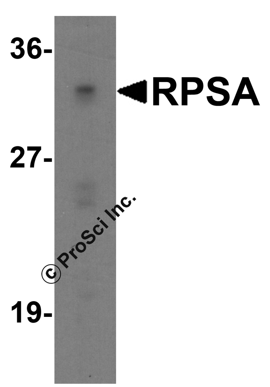 Western blot analysis of RPSA in Caco-2 cell lysate with RPSA antibody at 1 &#956;g/ml.