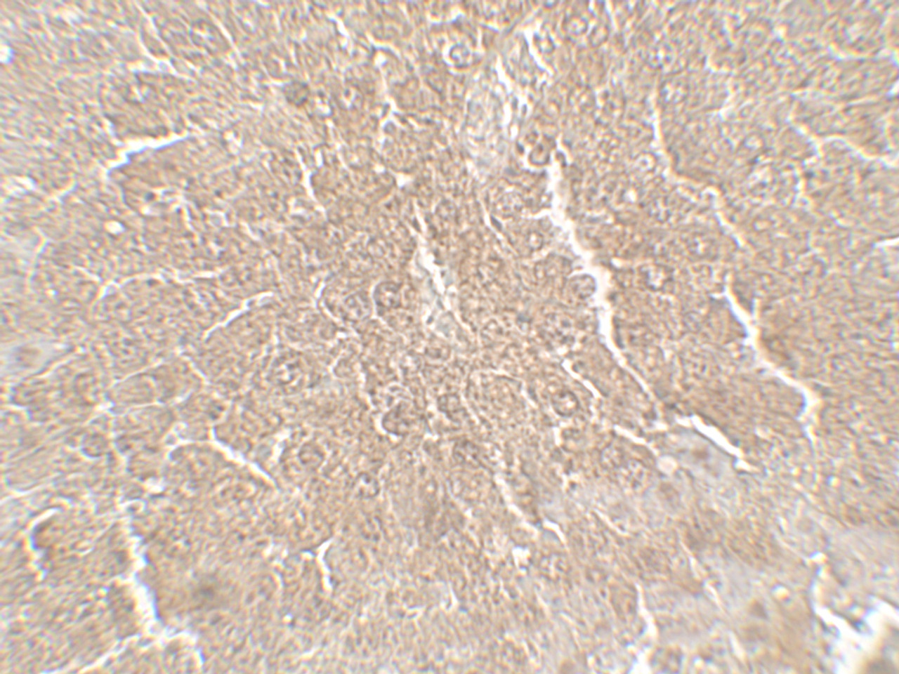 Immunohistochemistry of RPSA in mouse liver tissue with RPSA antibody at 5 ug/mL.
